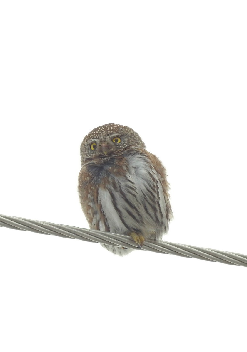 Northern Pygmy-Owl - ML23521491