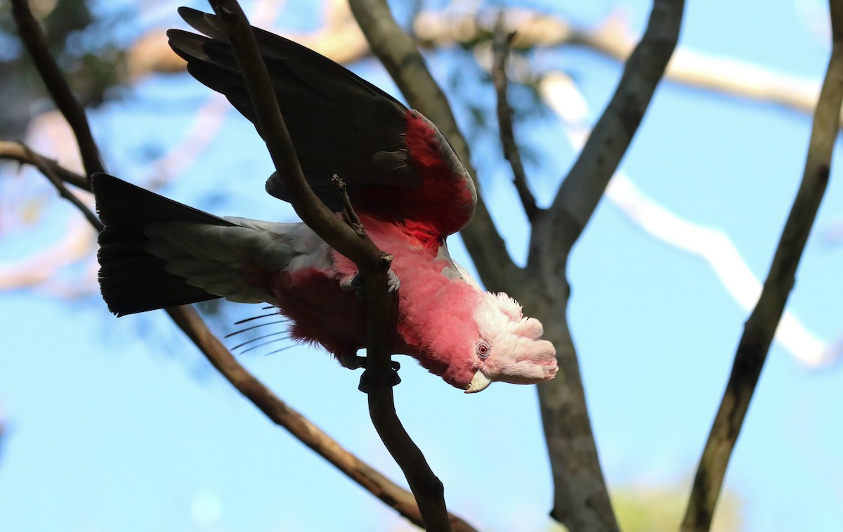 Cacatúa Galah - ML235215671