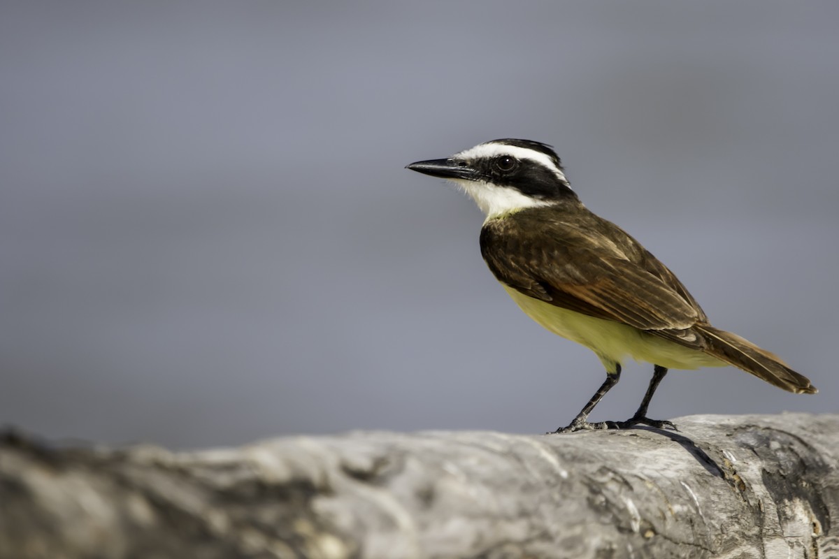 Great Kiskadee - ML235217221