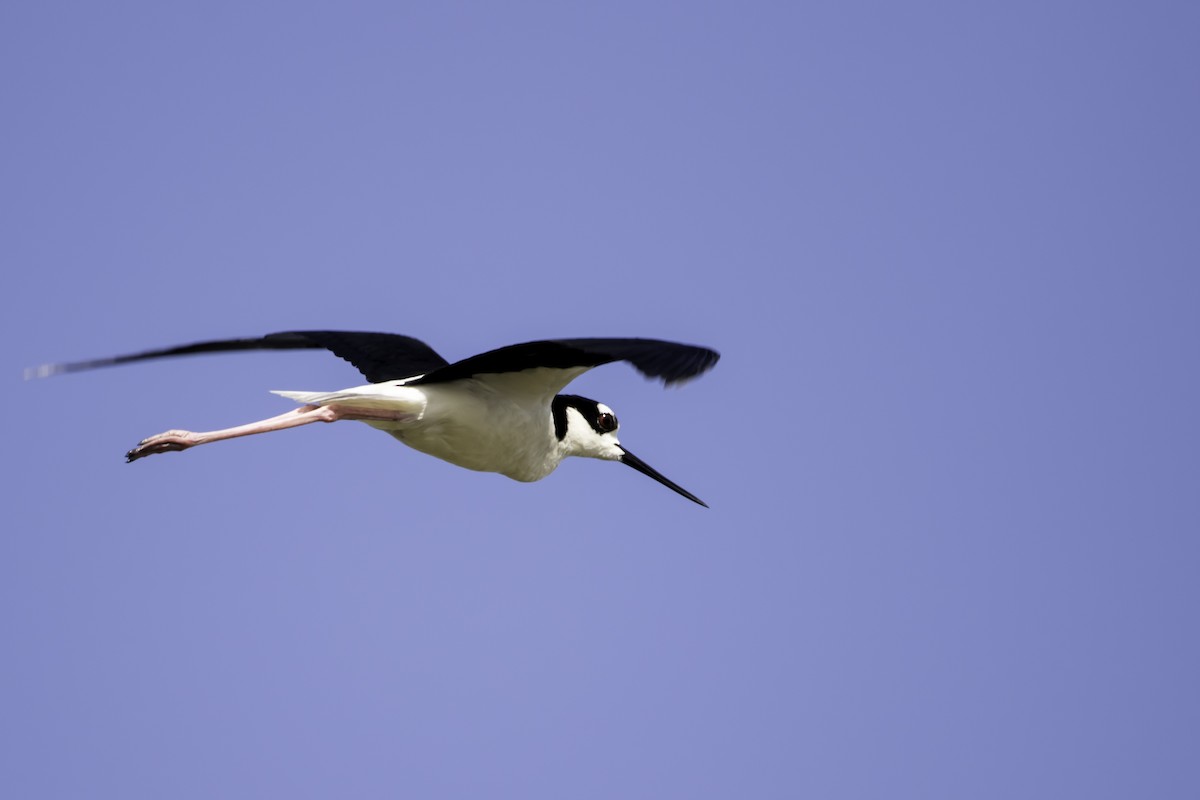 Black-necked Stilt - ML235217391