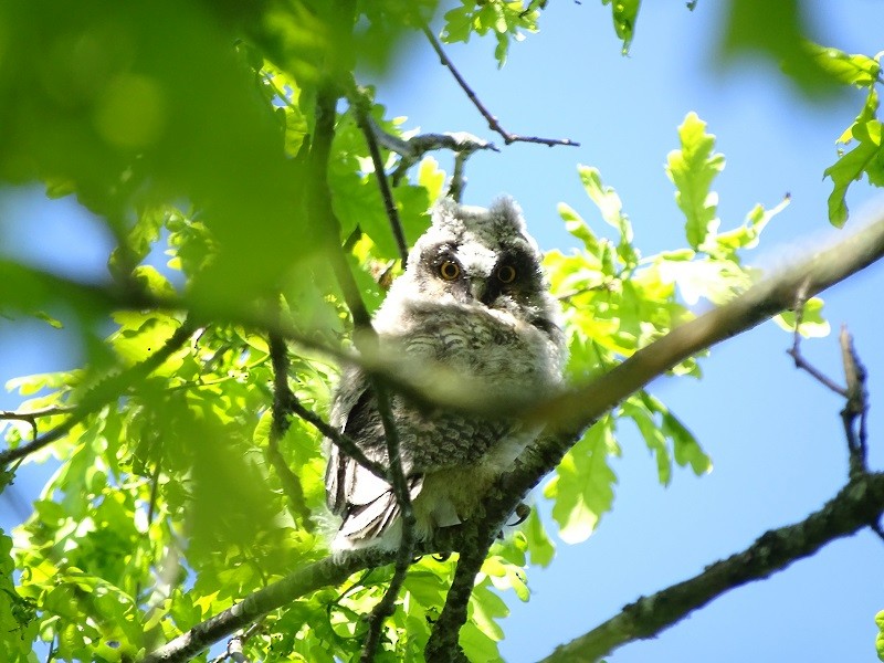 Long-eared Owl - Ralph Akkermans