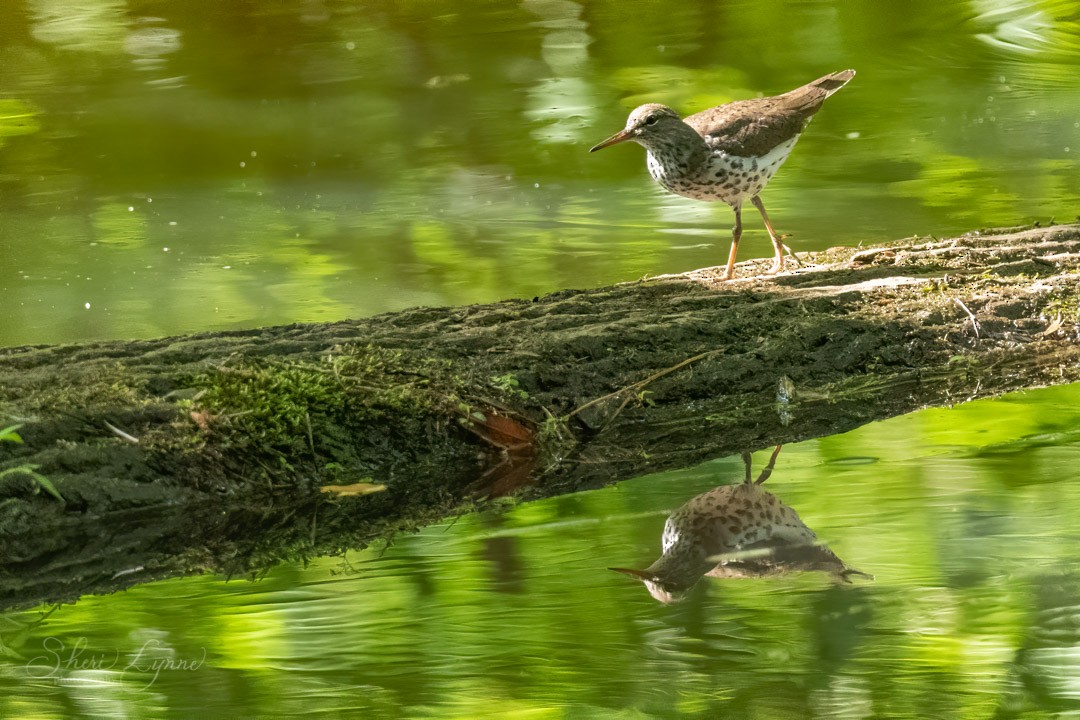 Spotted Sandpiper - ML235220661