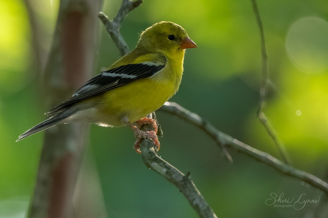 American Goldfinch - ML235220731