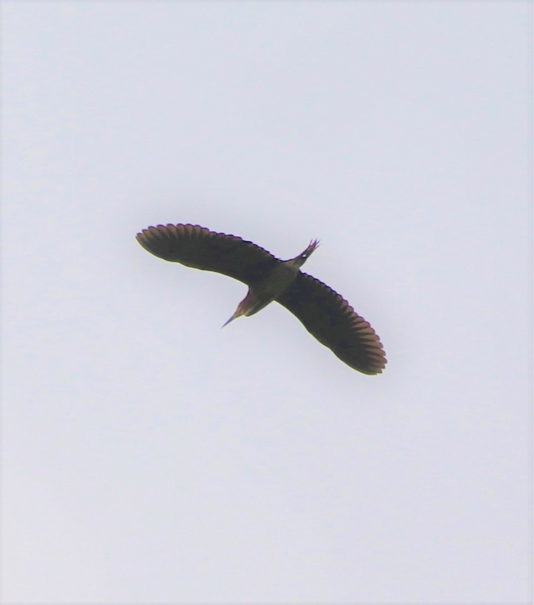 Green Heron - ML235222931