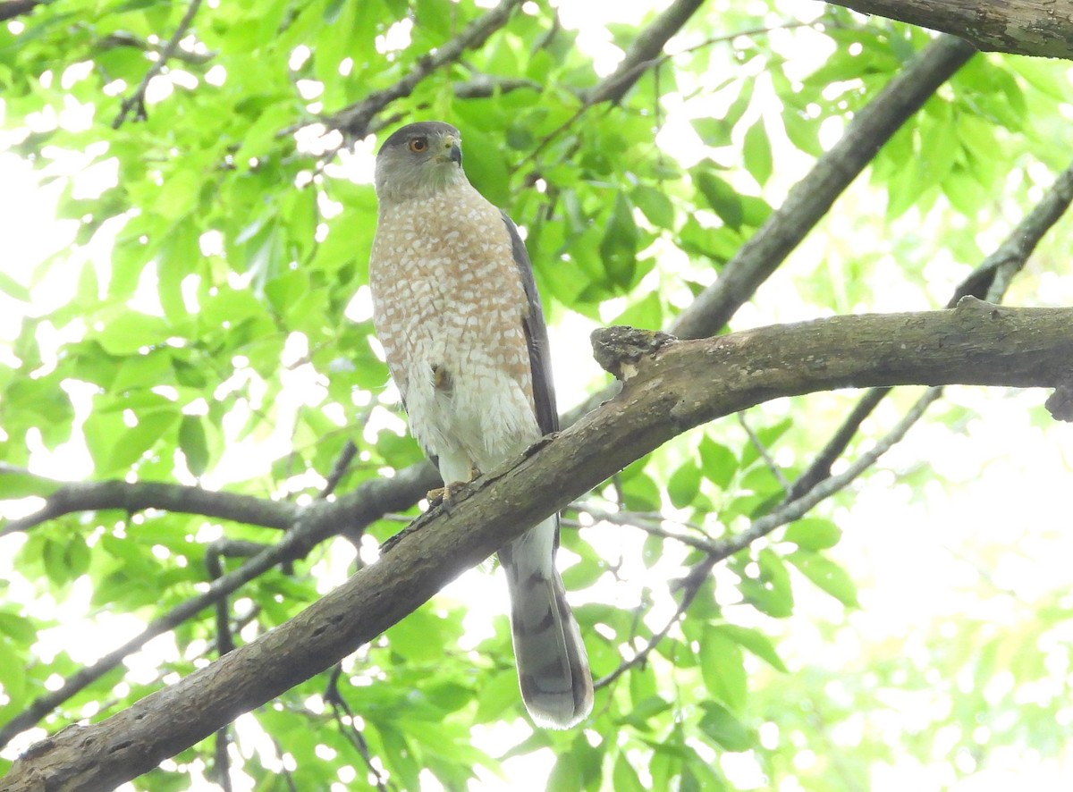 Cooper's Hawk - ML235223001