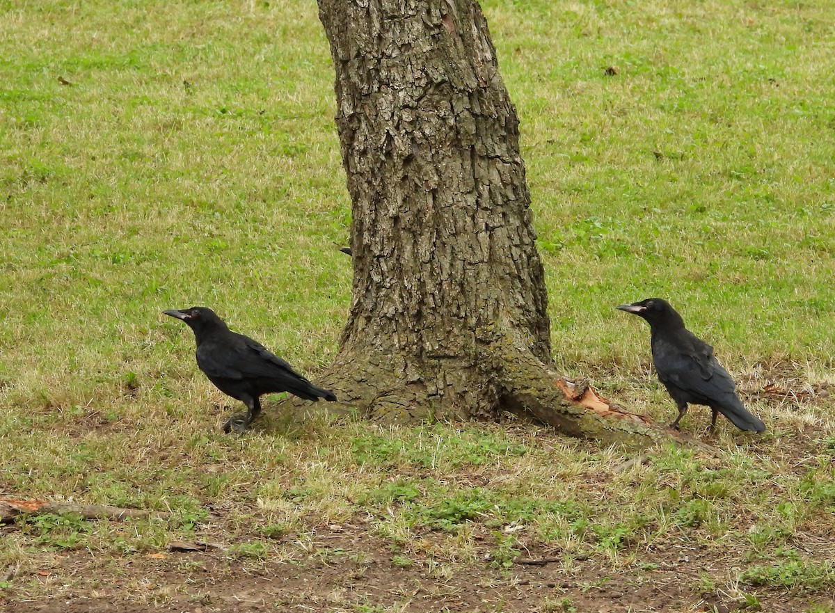 American Crow - ML235223361