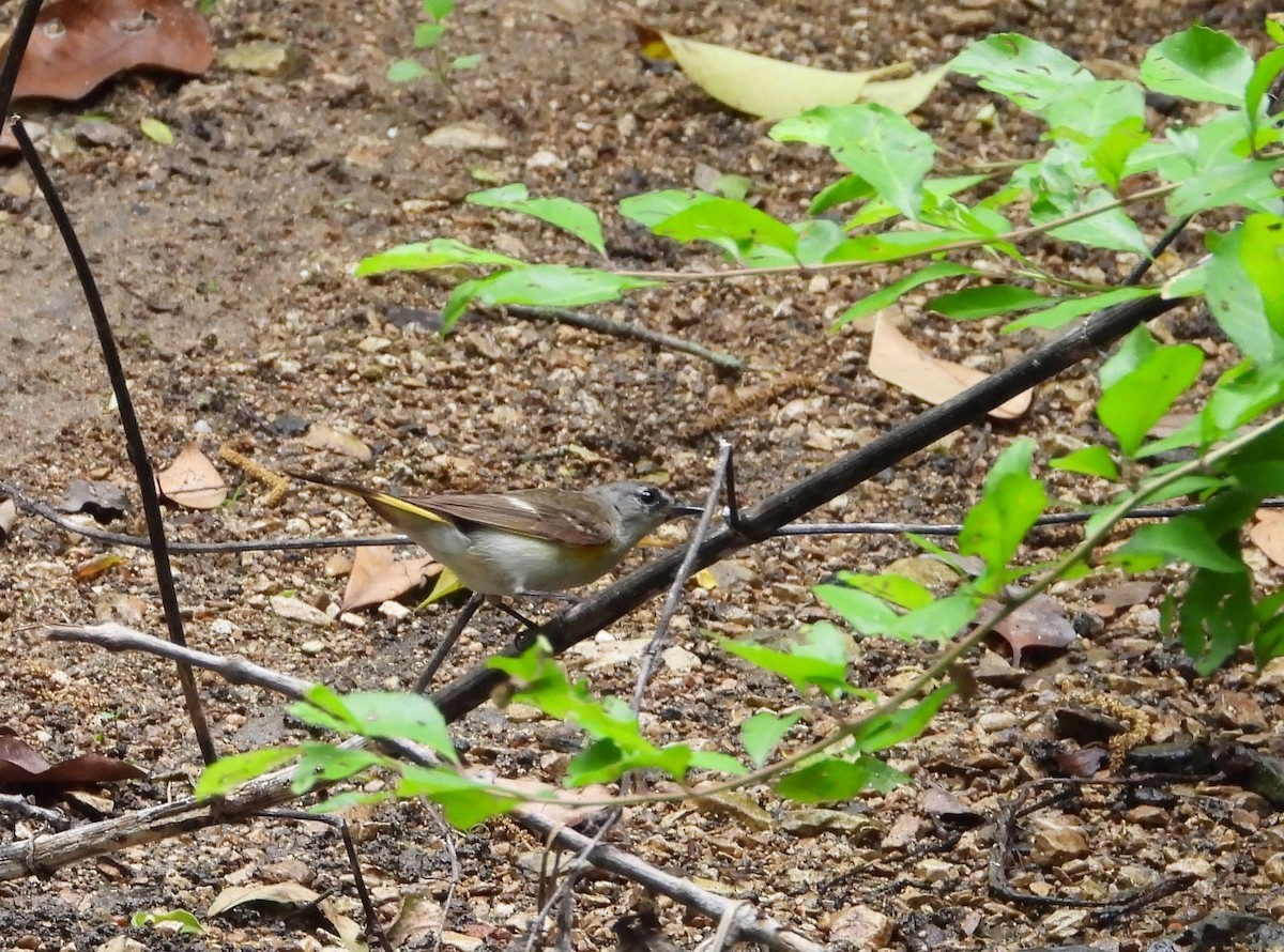 American Redstart - Chris Davis