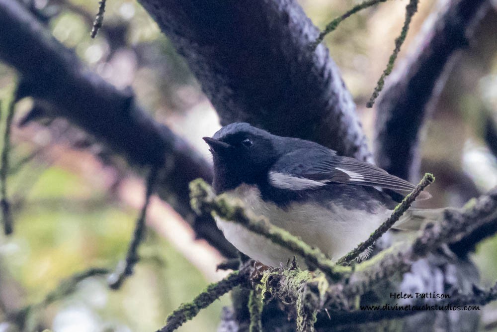 Black-throated Blue Warbler - ML235224191