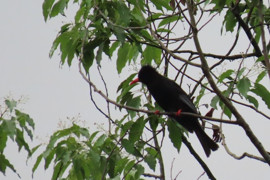 Black Bulbul - Sryan Yang