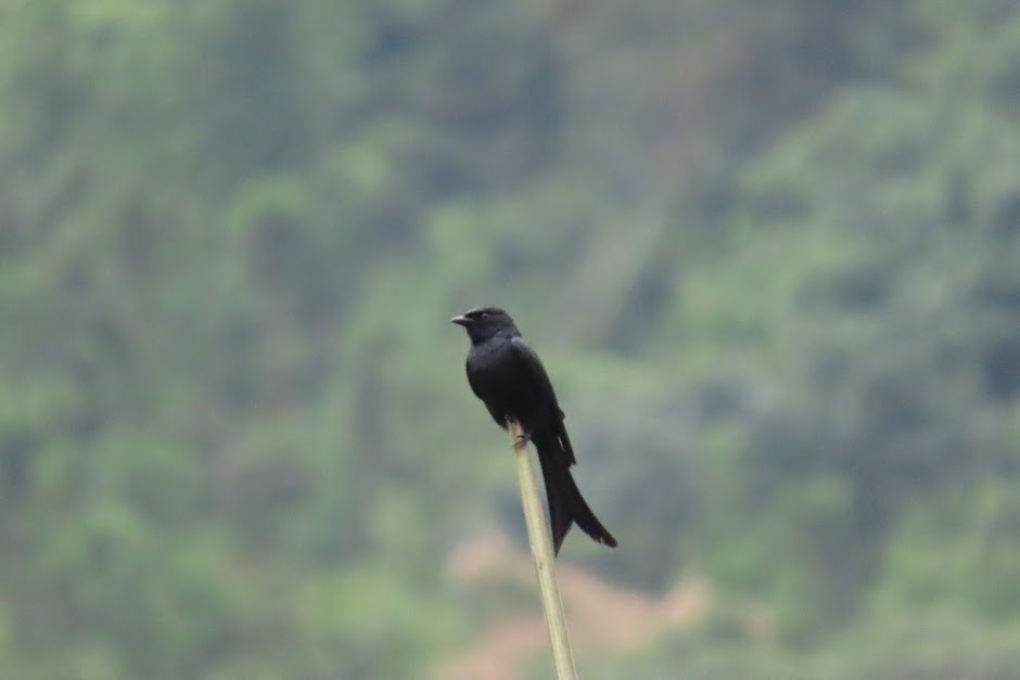 Black Drongo - ML235225221