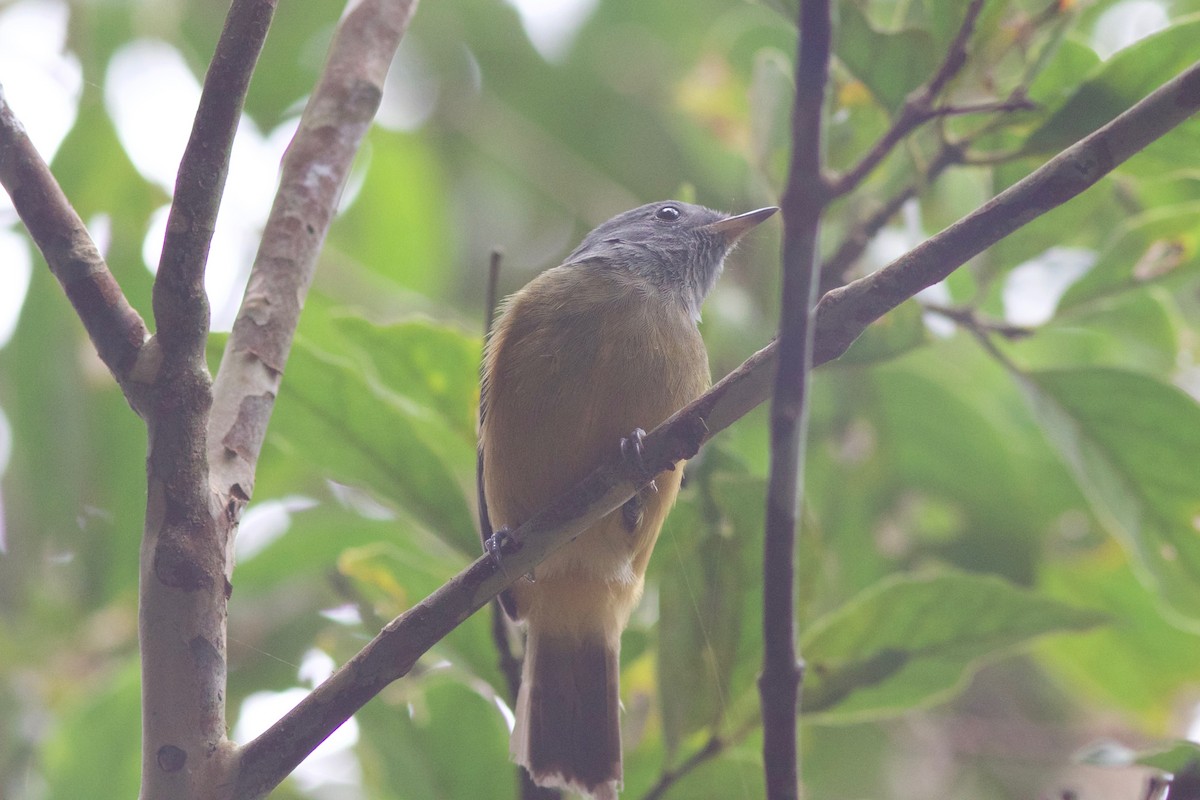 Gray-hooded Flycatcher - Gabriel Leite