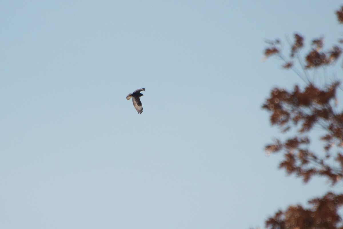 Rough-legged Hawk - ML23522661