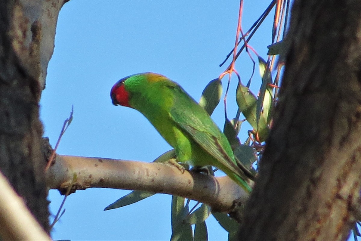 Little Lorikeet - ML235226651