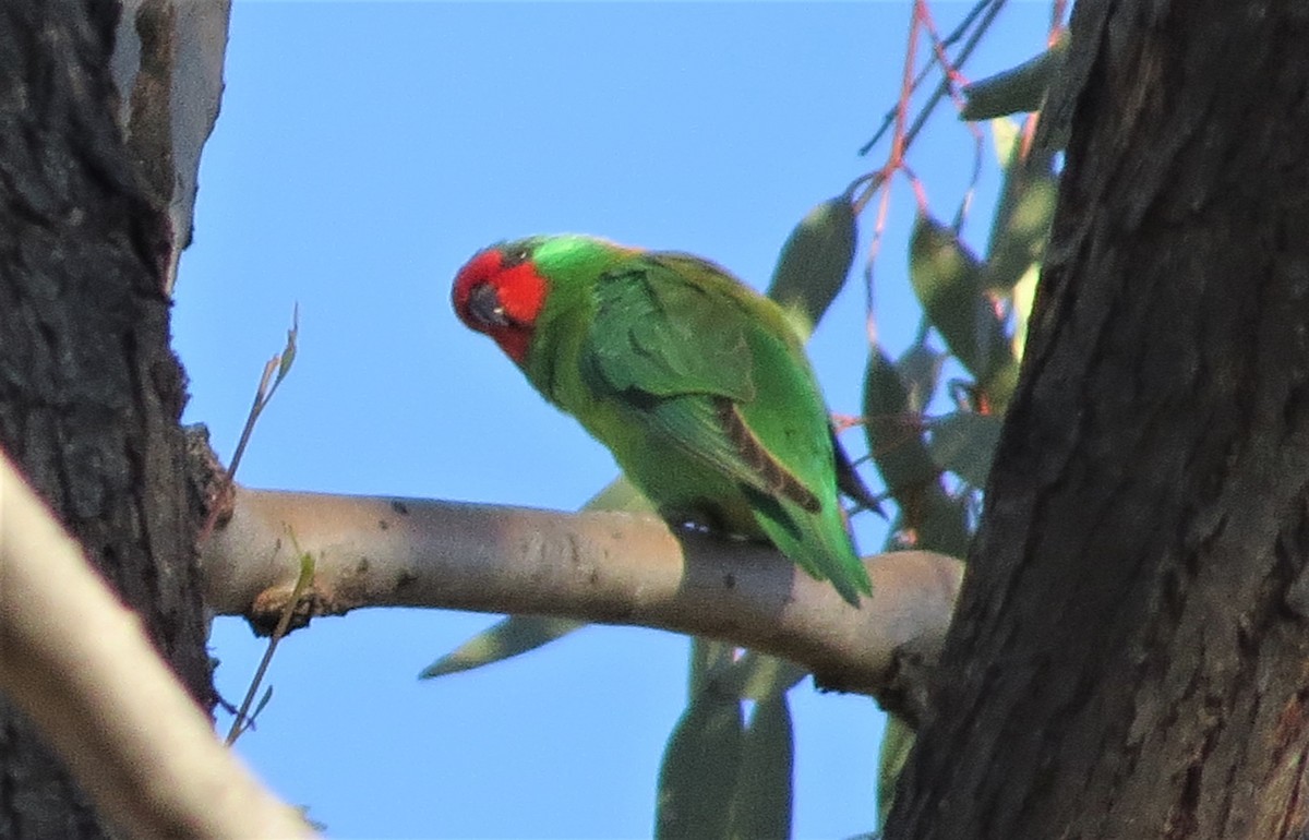 Little Lorikeet - ML235226721