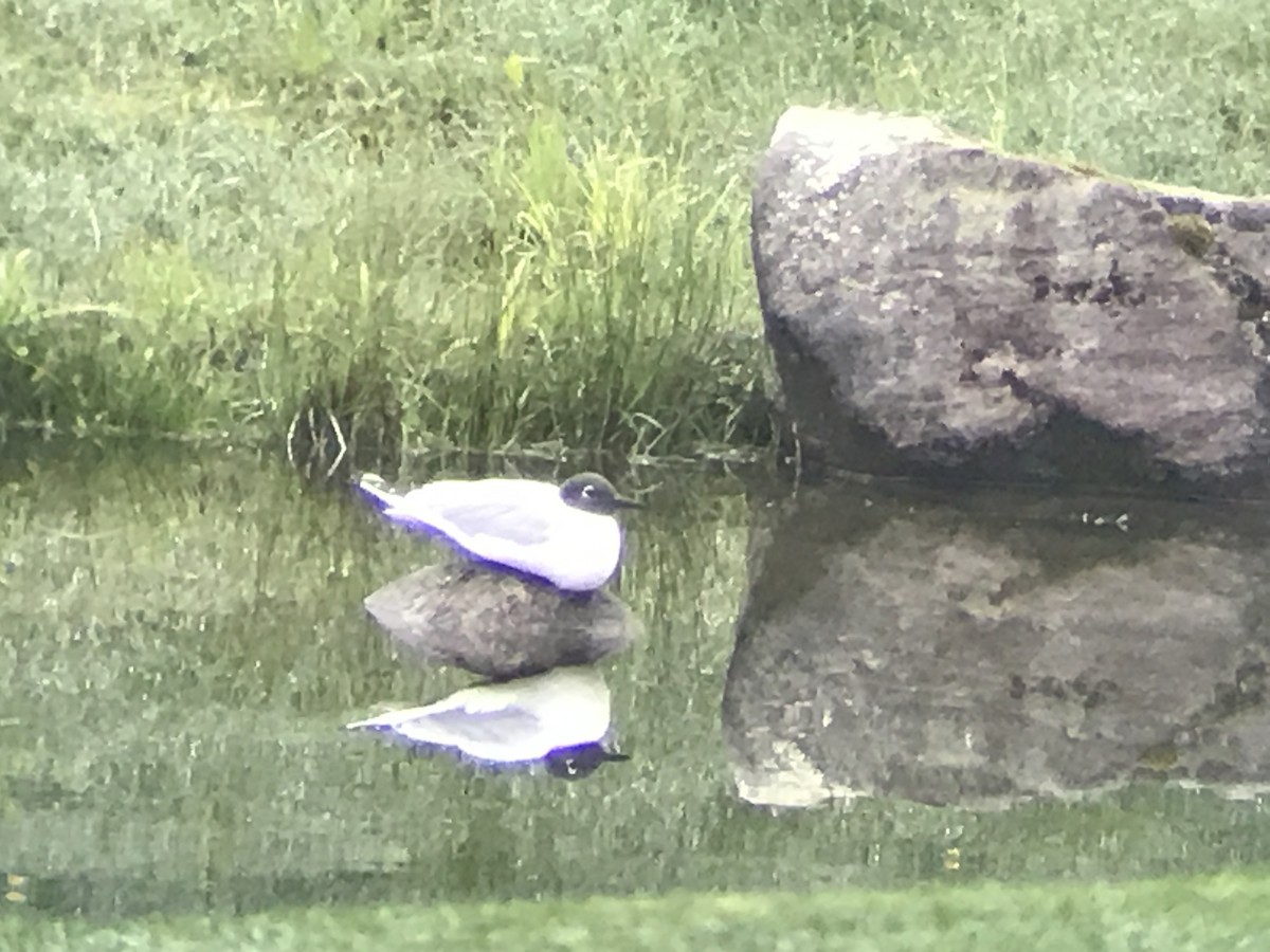 Bonaparte's Gull - ML235226881