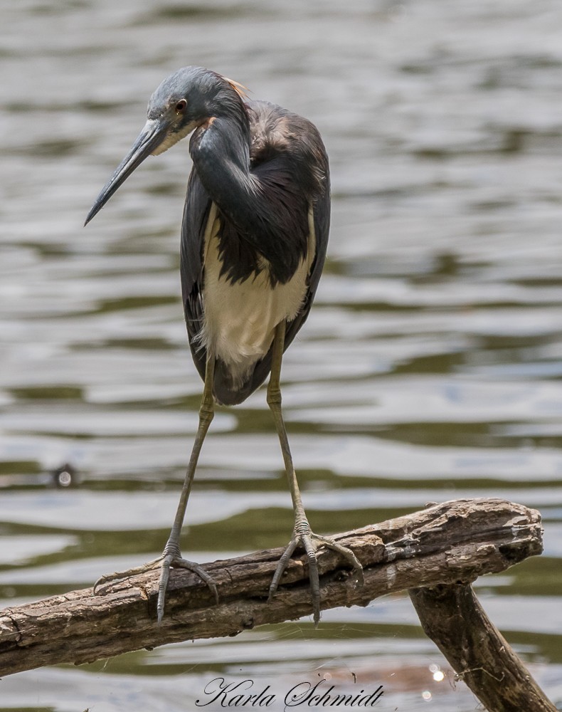Tricolored Heron - ML235227861