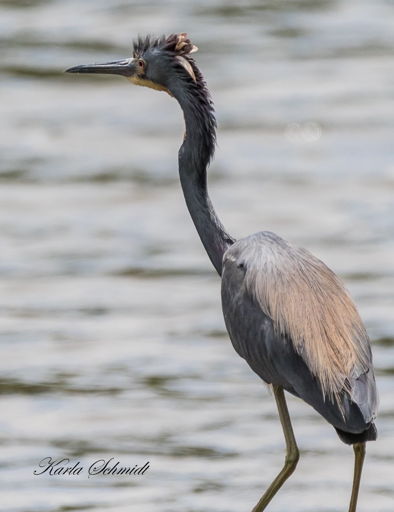 Tricolored Heron - ML235227901