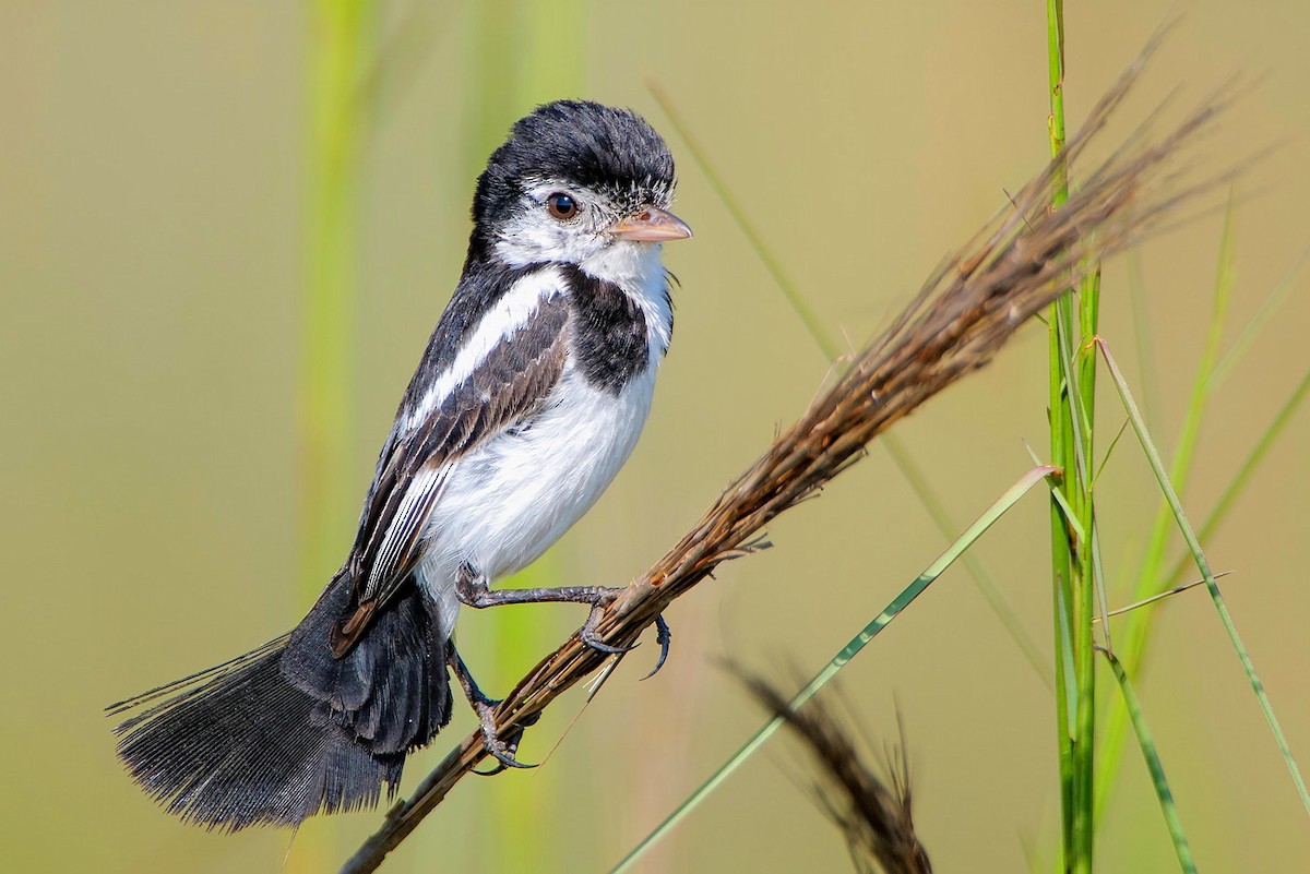 Cock-tailed Tyrant - ML235228451