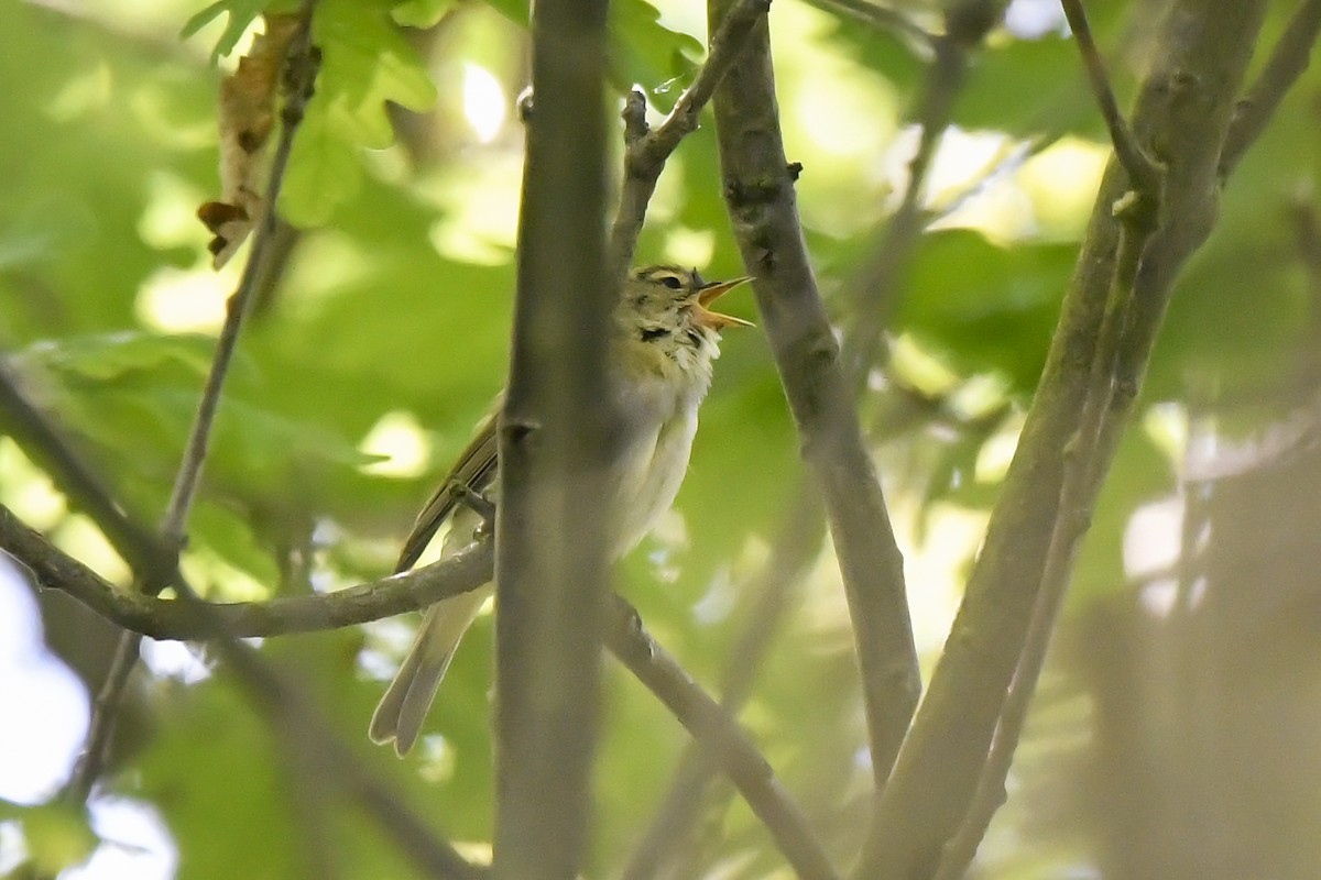 Iberian Chiffchaff - ML235229141