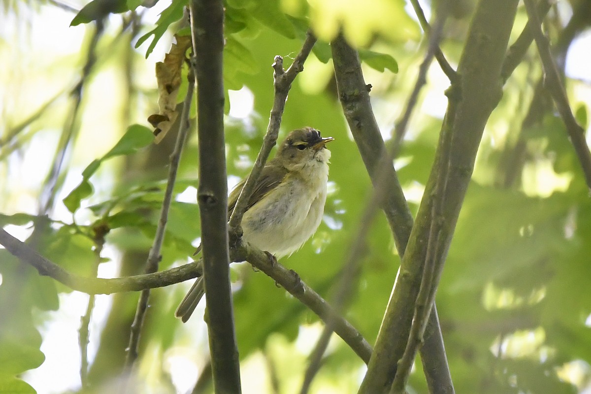 Iberian Chiffchaff - ML235229171