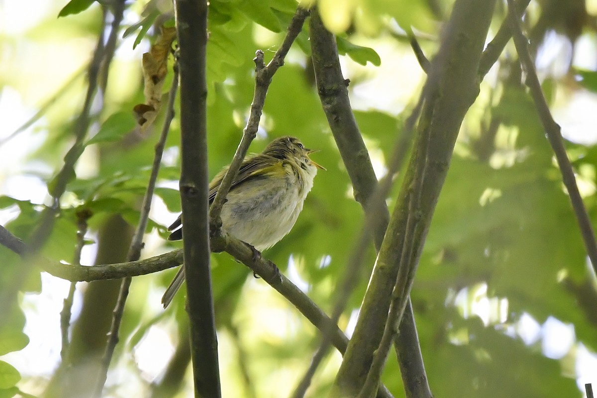 Iberian Chiffchaff - ML235229201