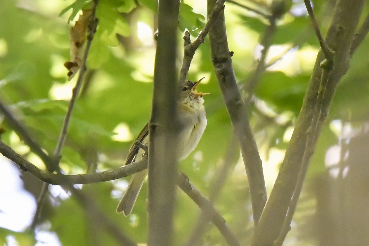 Iberian Chiffchaff - ML235229281