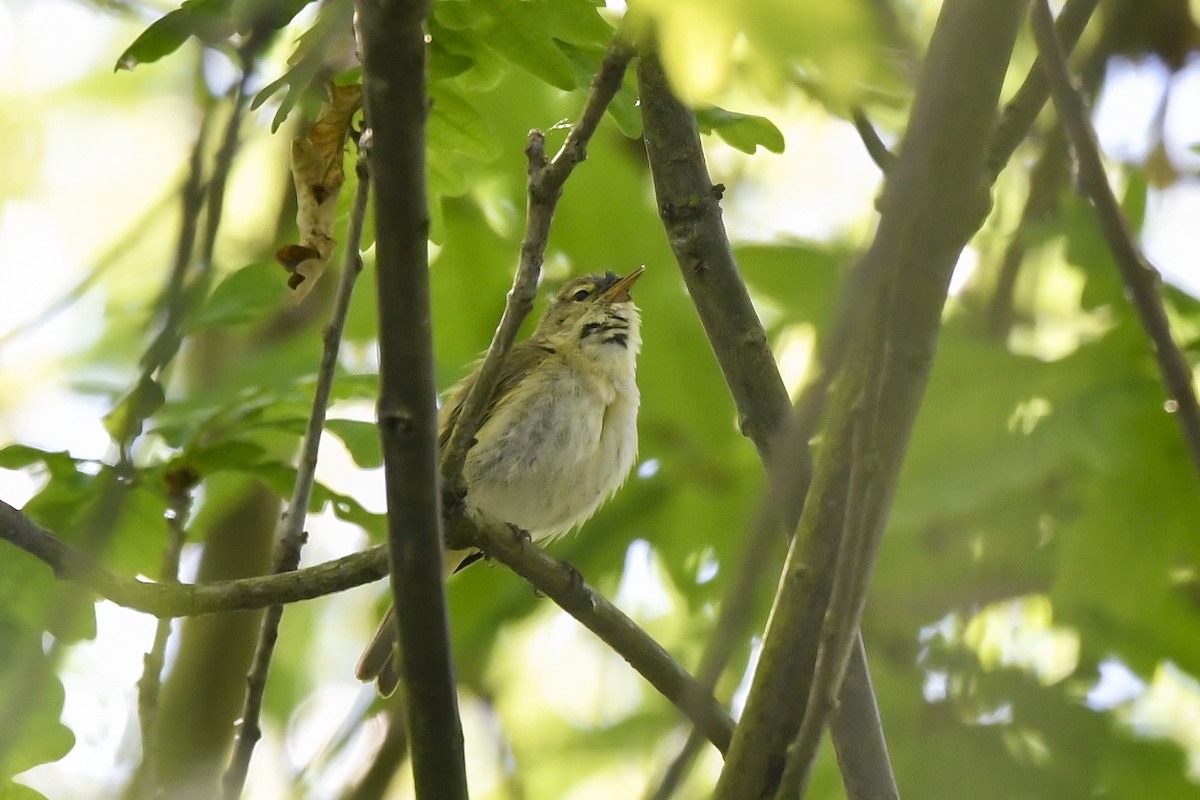 Iberian Chiffchaff - ML235229301