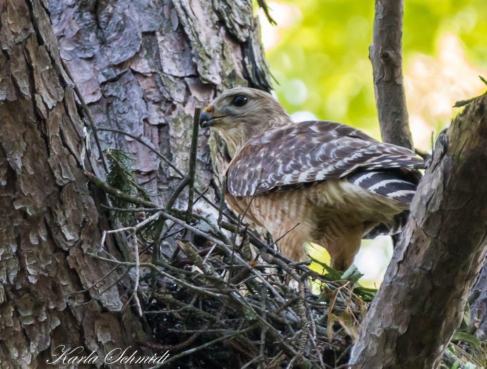 Red-shouldered Hawk - ML235230471