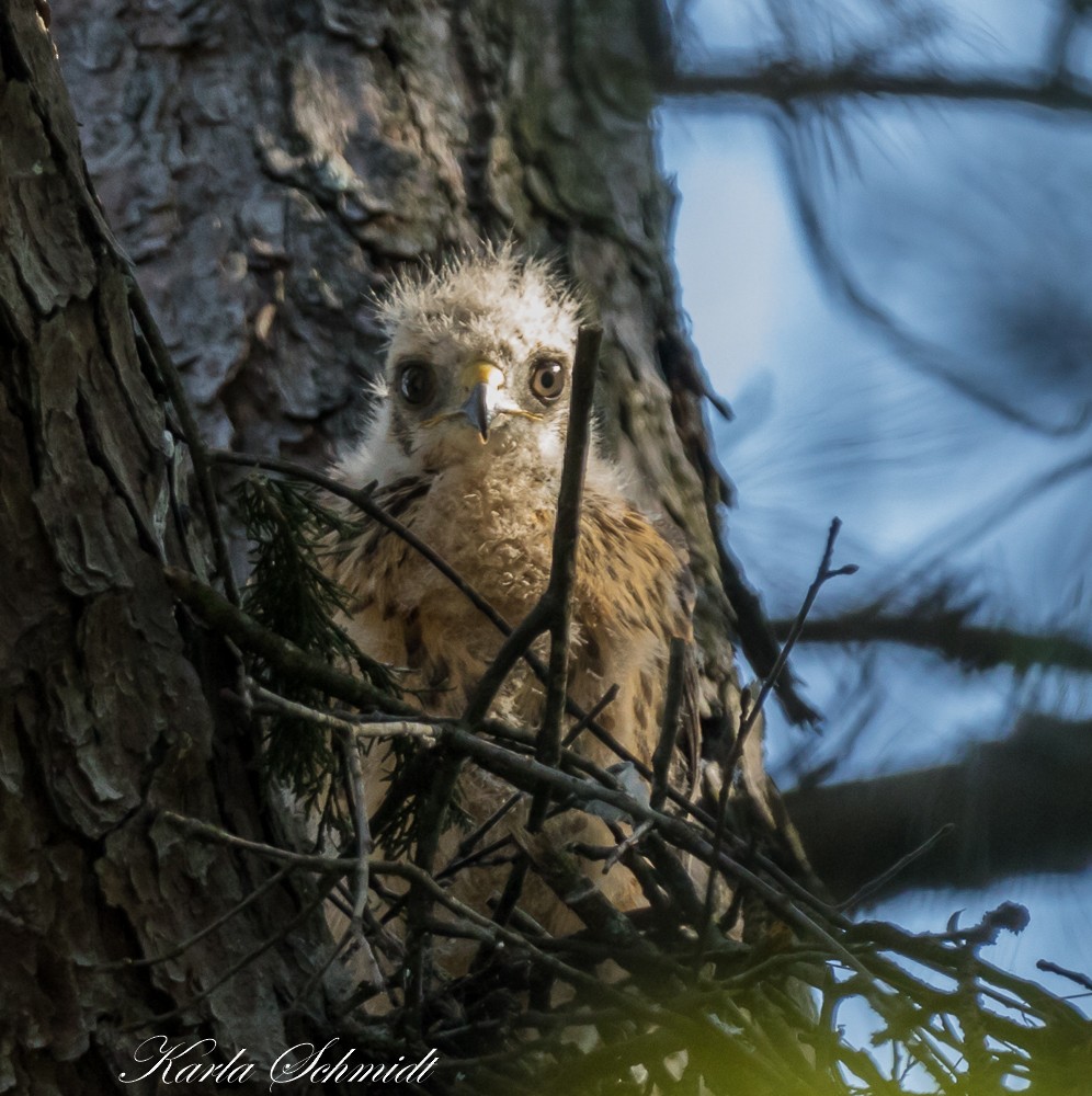 Red-shouldered Hawk - ML235230481