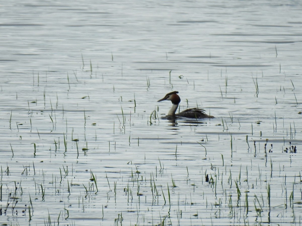 Great Crested Grebe - ML235232631