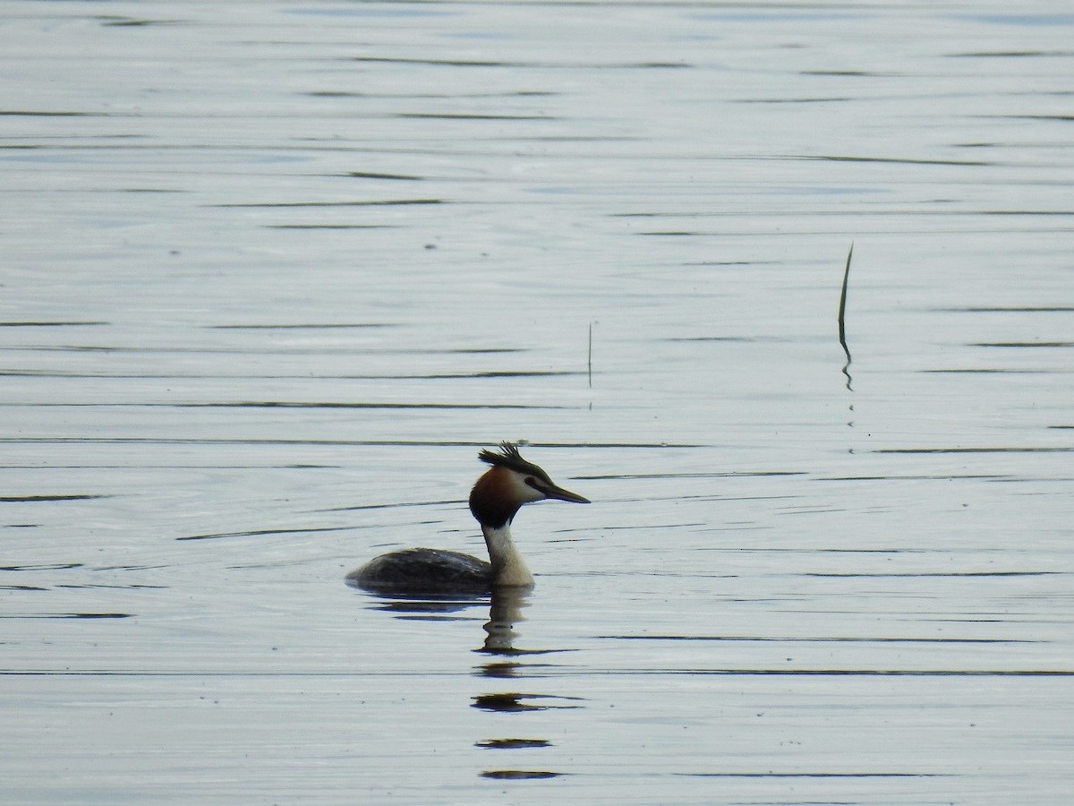 Great Crested Grebe - ML235232641