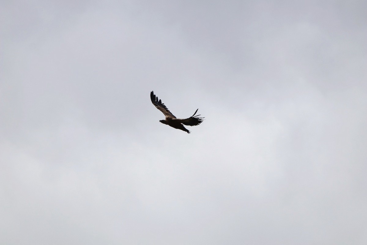 Eurasian Griffon - ML235232711