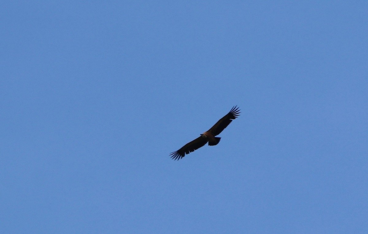 Eurasian Griffon - ML235232751