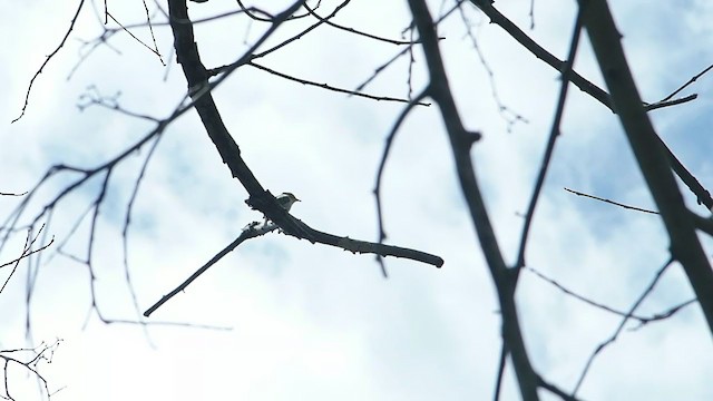 Swinhoe's White-eye - ML235233291