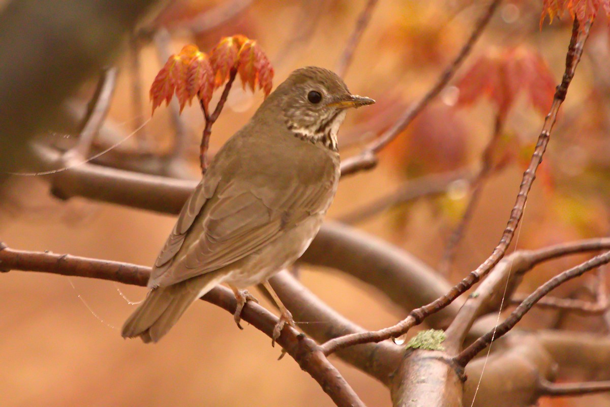 Gray-cheeked Thrush - ML235233511