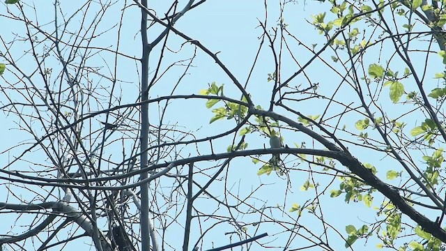 Swinhoe's White-eye - ML235233591