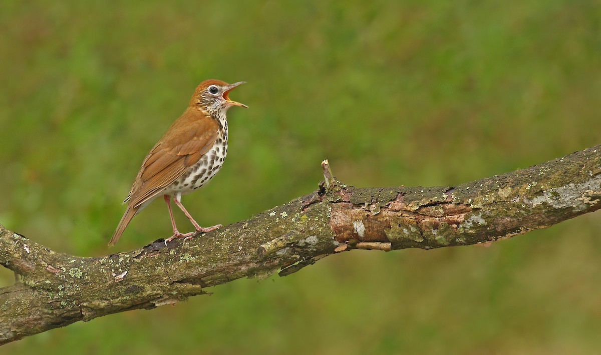 Wood Thrush - ML235233771