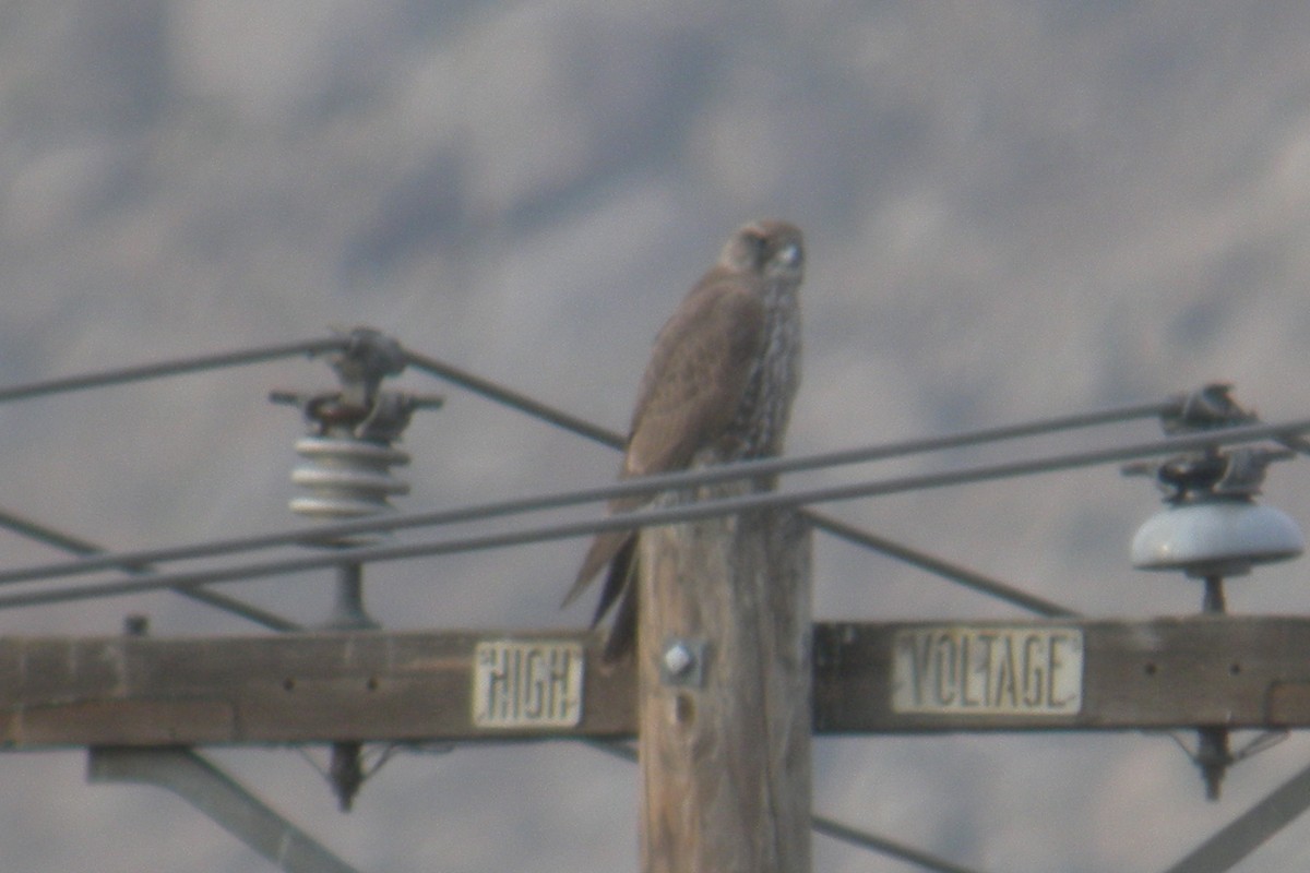 Gyrfalcon - ML235234011
