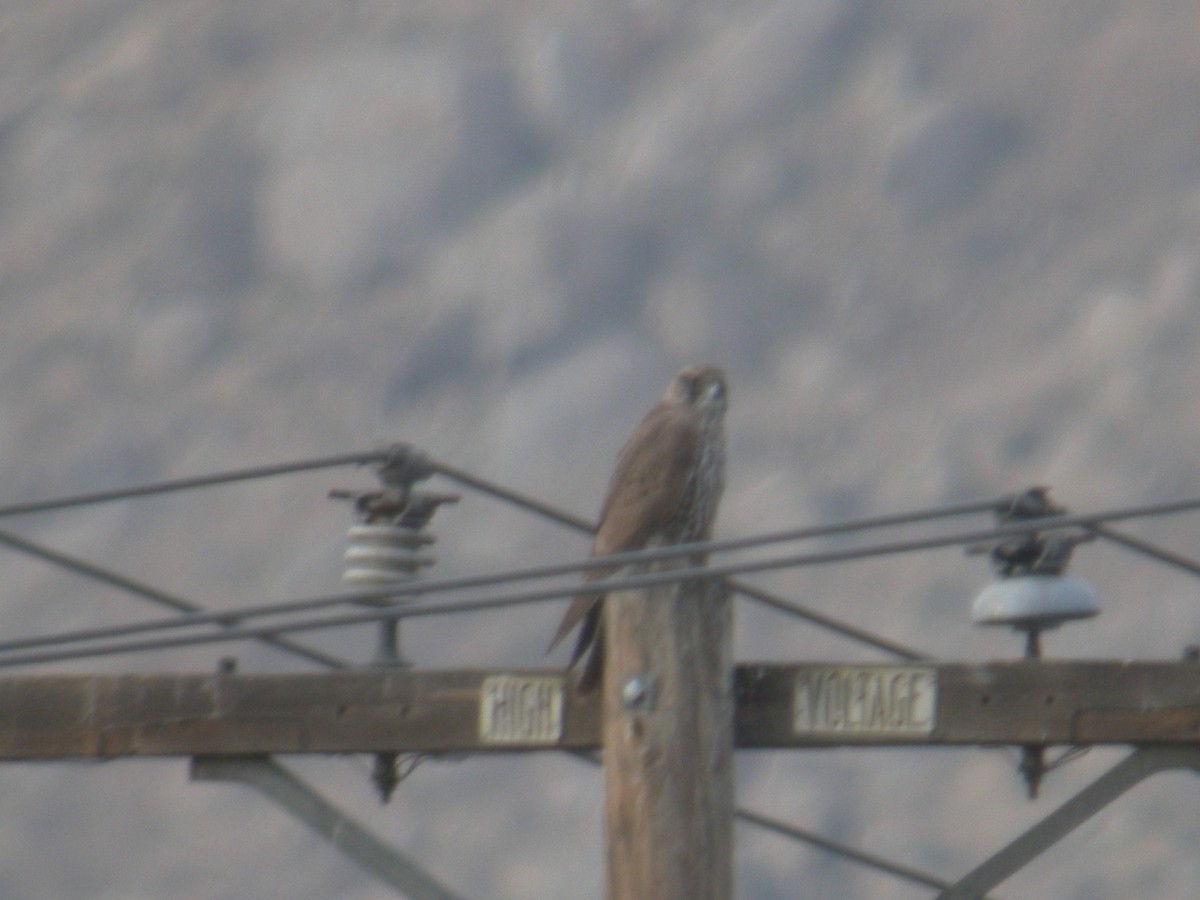 Gyrfalcon - ML235234031