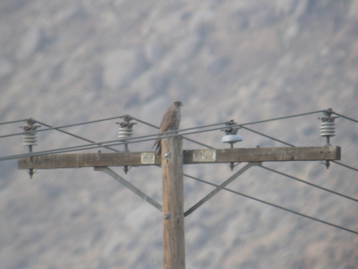 Gyrfalcon - ML235234041