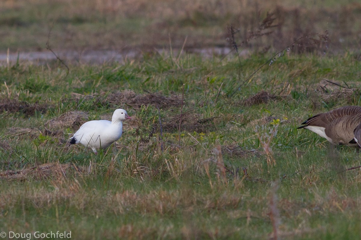 Ross's Goose - ML23523501