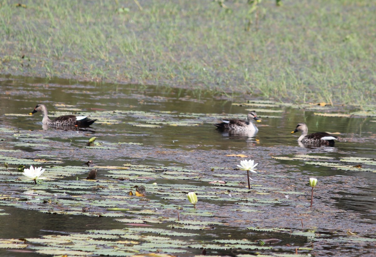 Indian Spot-billed Duck - Krishnamoorthy Muthirulan