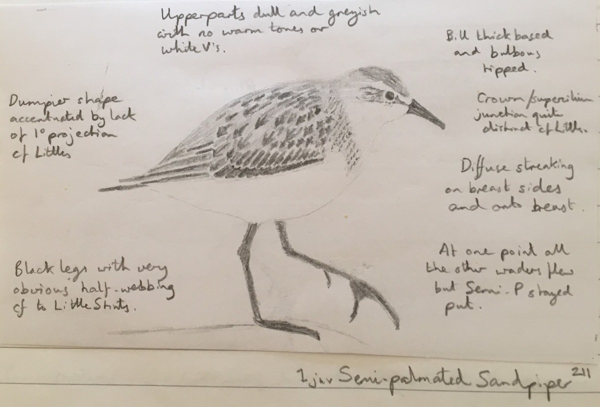 Semipalmated Sandpiper - ML235237711