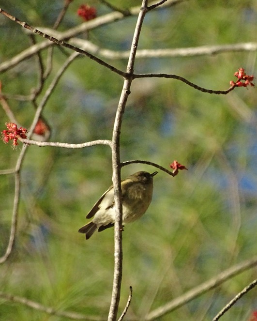 Tennessee Warbler - ML235240351