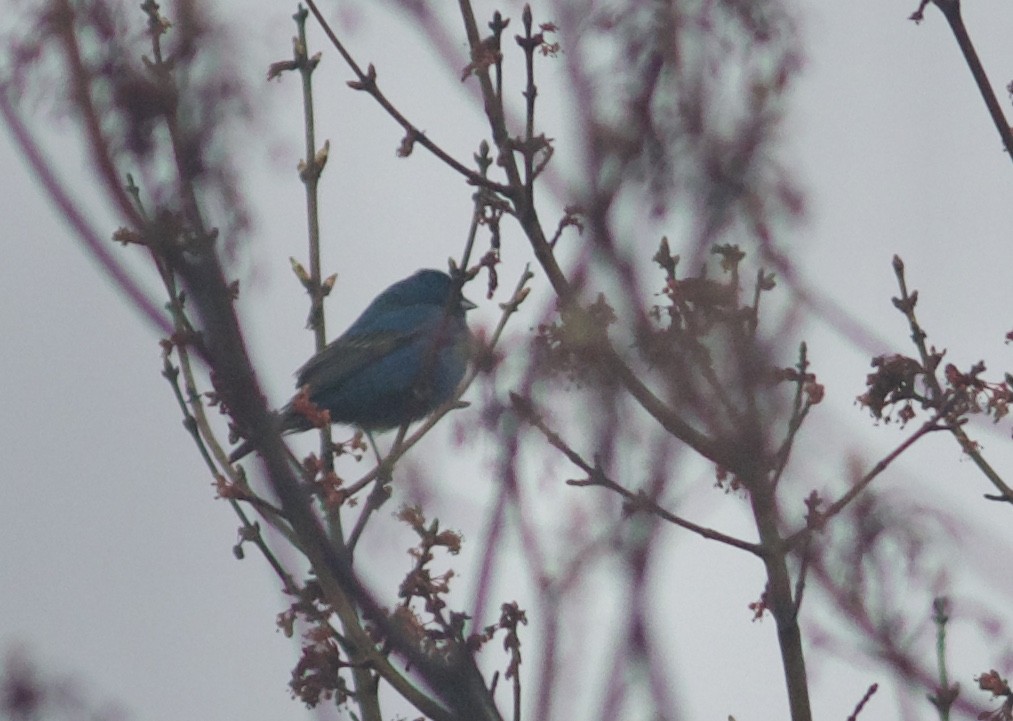 Indigo Bunting - ML235241521