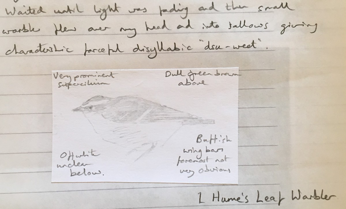 Hume's Warbler - ML235241811