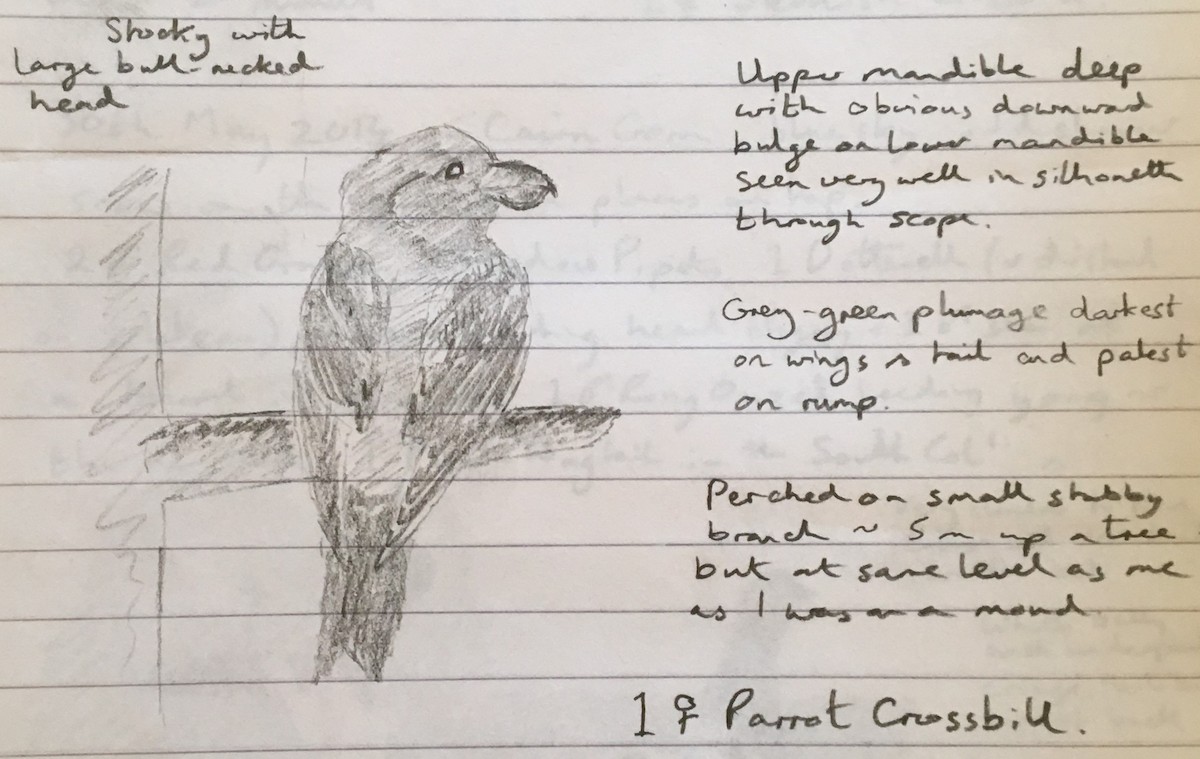 Parrot Crossbill - ML235242321