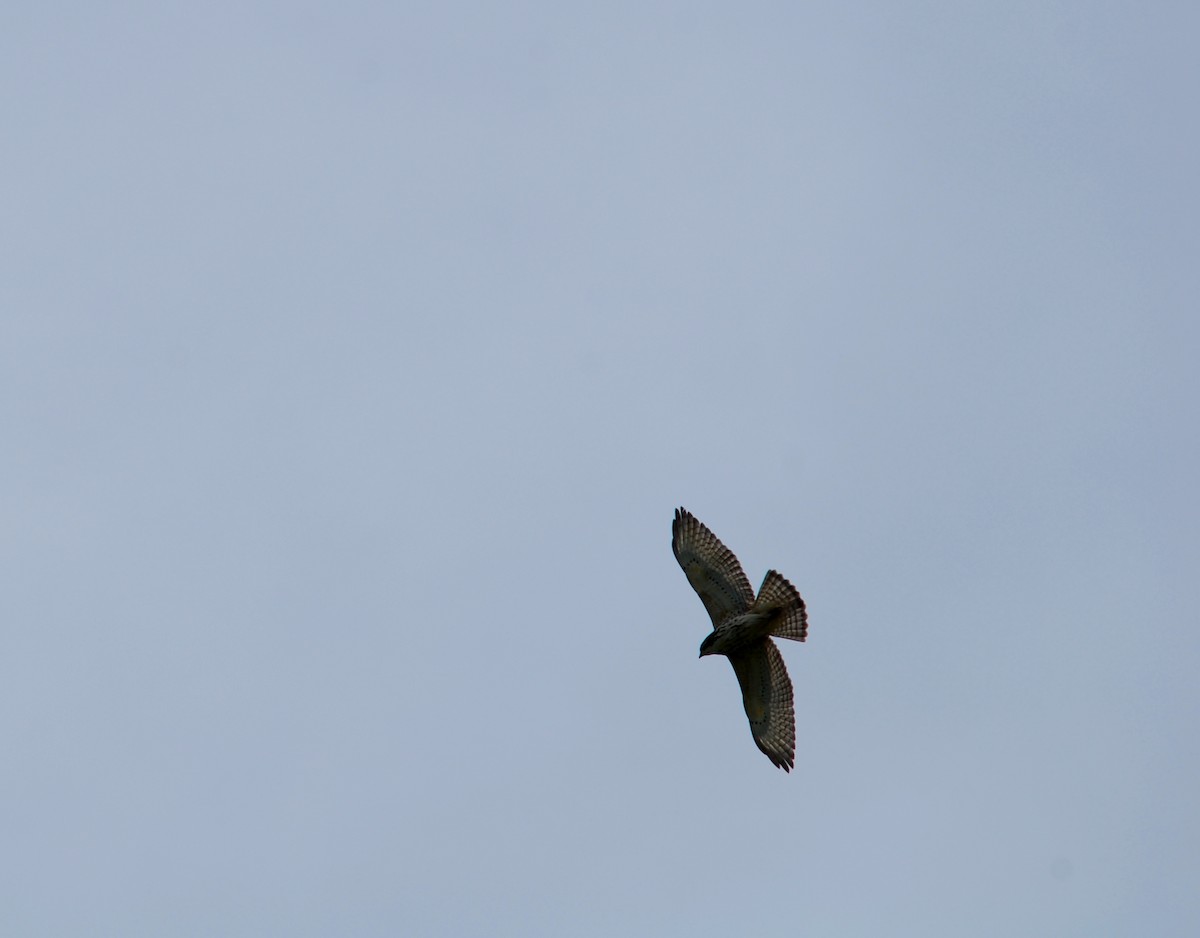 Broad-winged Hawk - ML235242541
