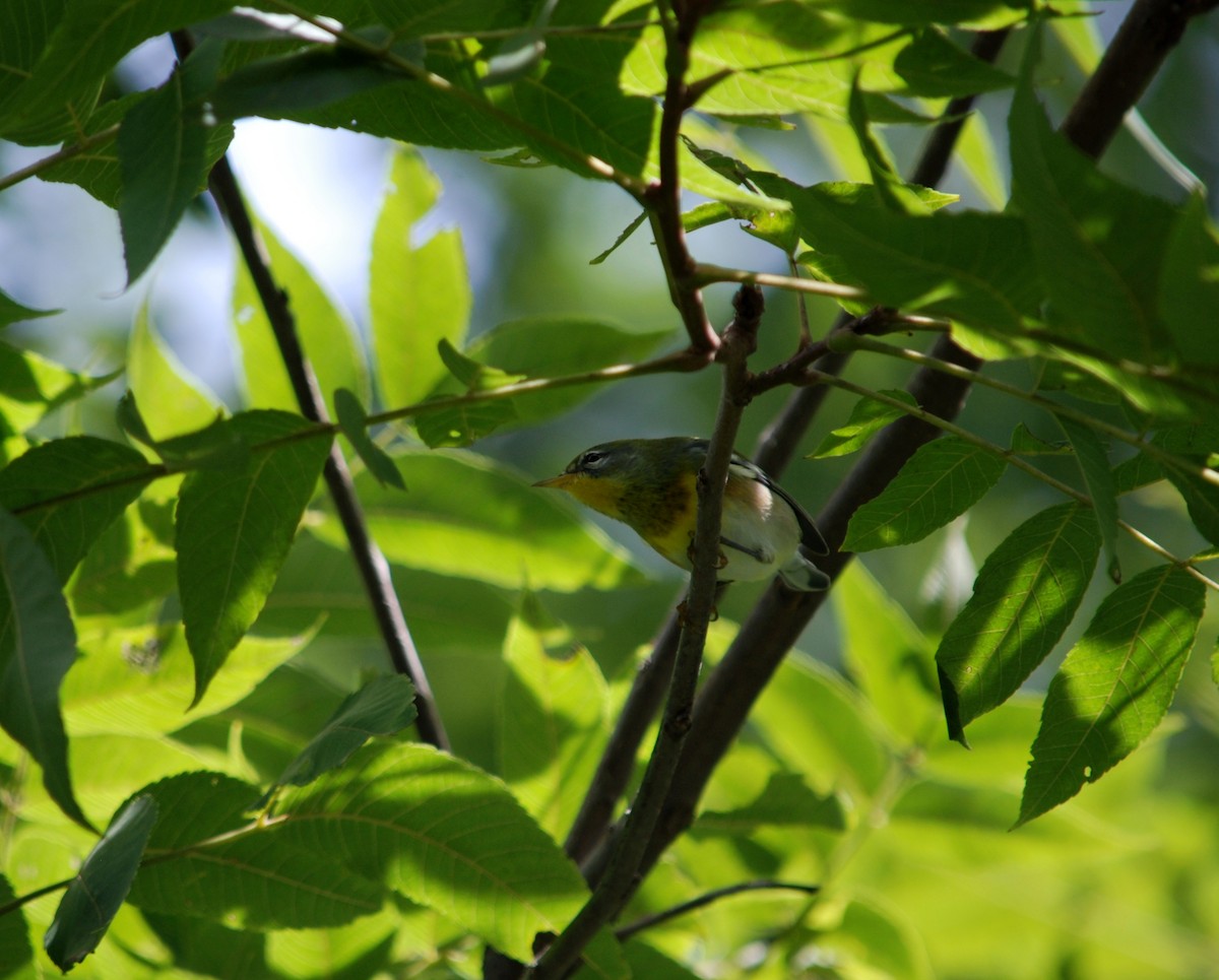Northern Parula - ML235242651
