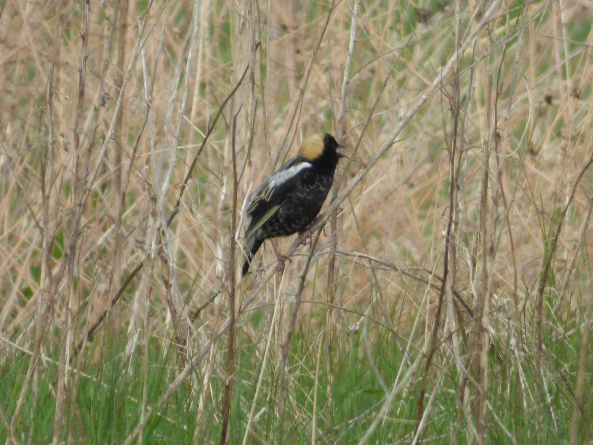 bobolink americký - ML235245061